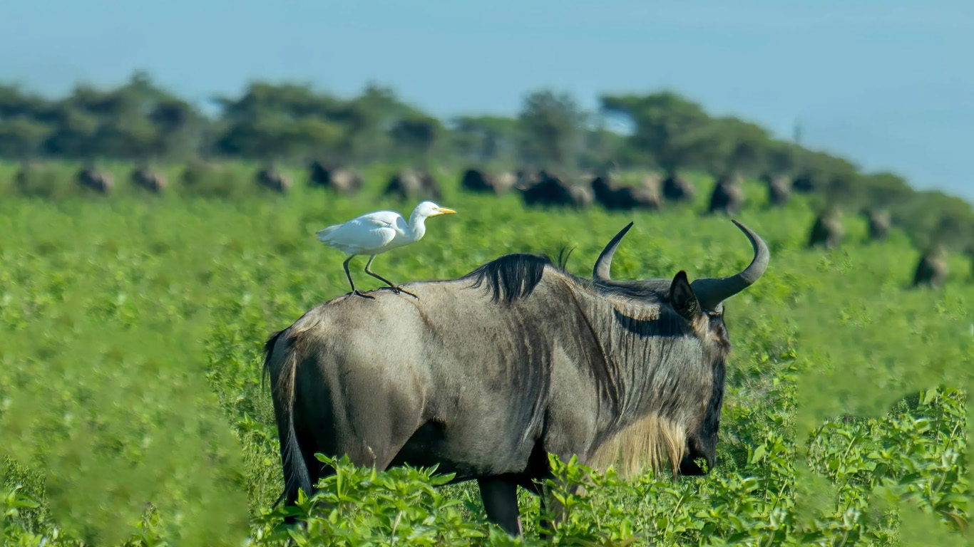 Tanzania Wildlife Safari in December Tours 